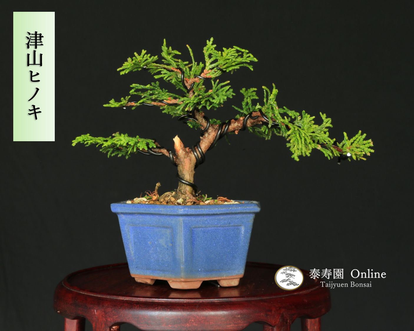 津山檜 ツヤマヒノキ 小品盆栽・ミニ盆栽【泰寿園 Online】現品 一点物
