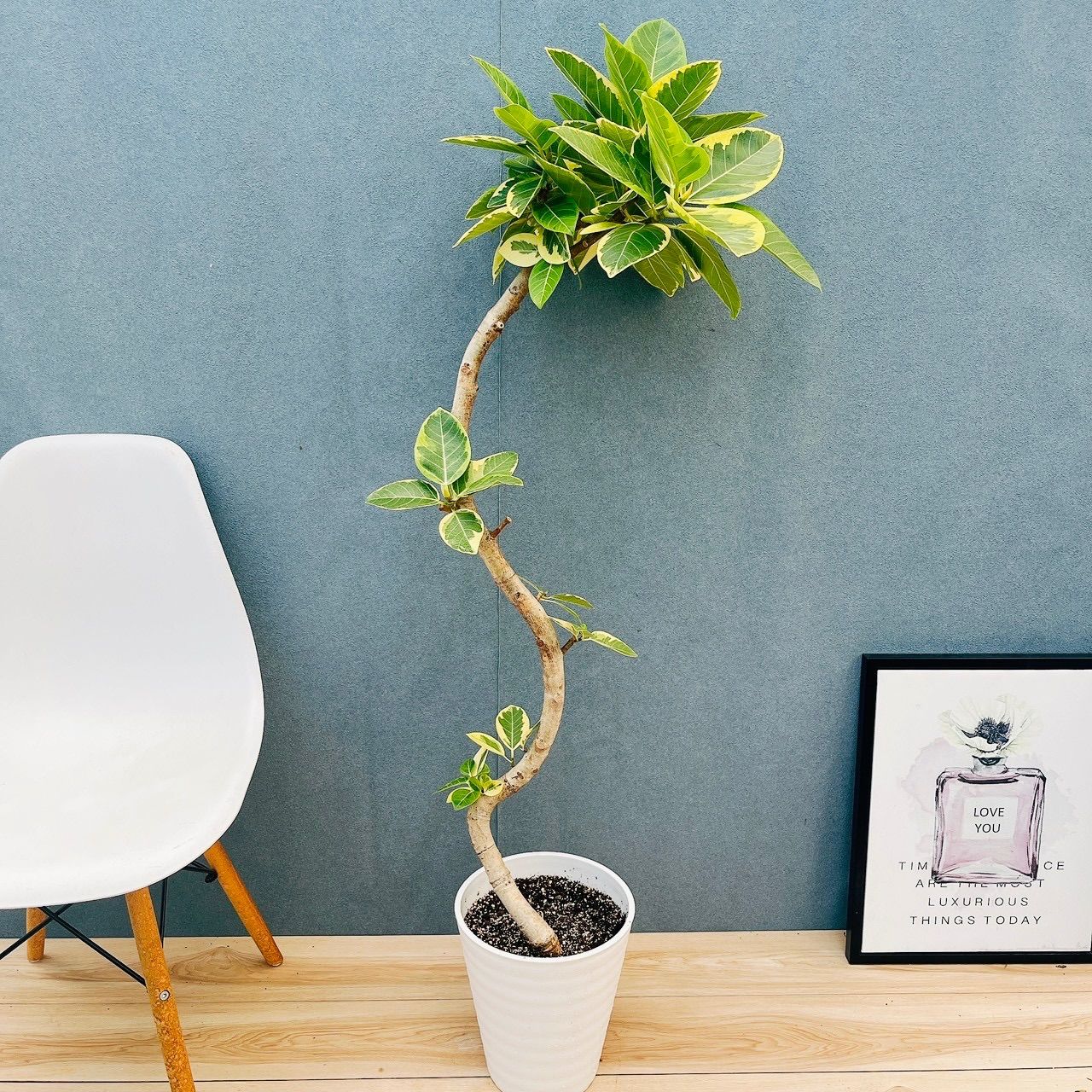 現品］9番 フィカス アルテシマ 曲がり 8号 観葉植物 室内 大型 ゴムの