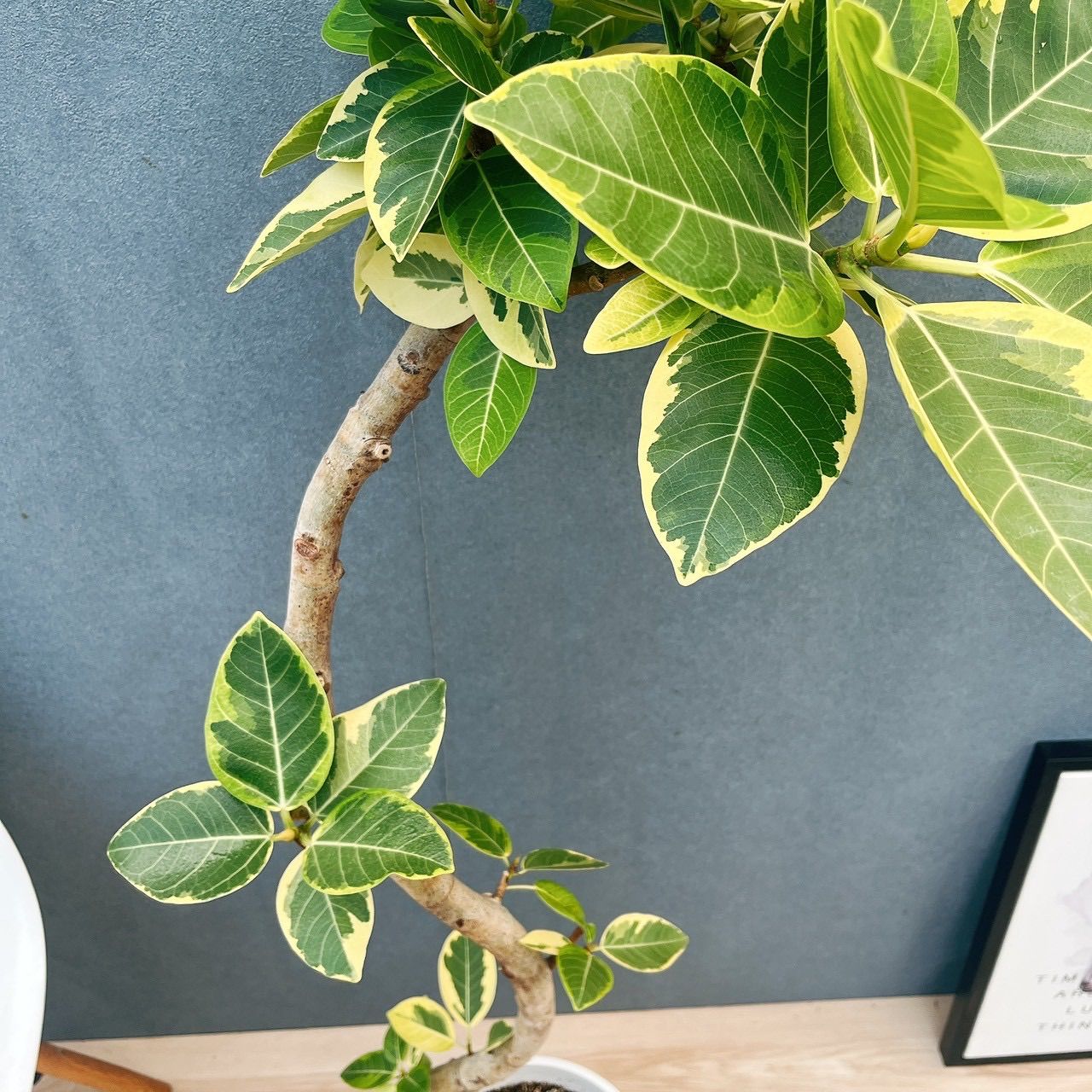 現品］9番 フィカス アルテシマ 曲がり 8号 観葉植物 室内 大型 ゴムの