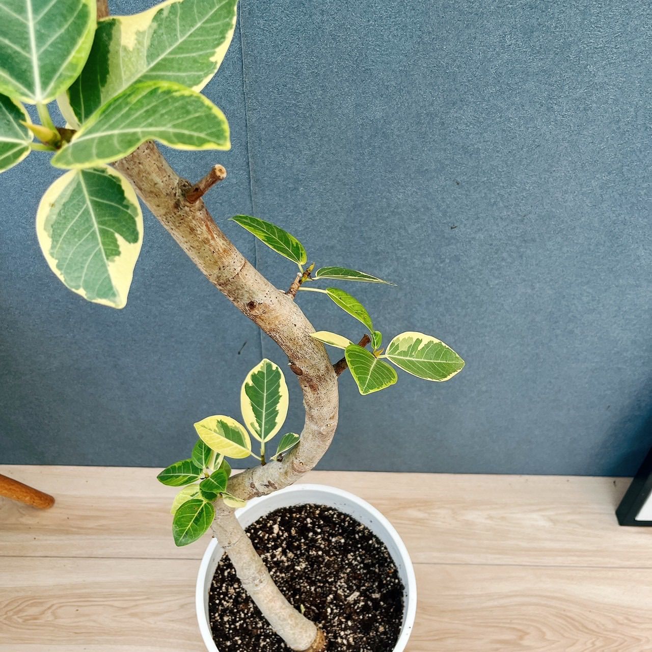 現品］9番 フィカス アルテシマ 曲がり 8号 観葉植物 室内 大型 ゴムの