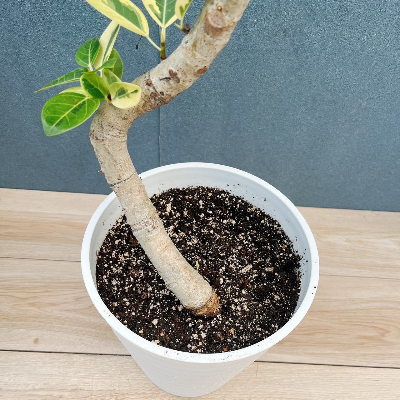 現品］9番 フィカス アルテシマ 曲がり 8号 観葉植物 室内 大型 ゴムの