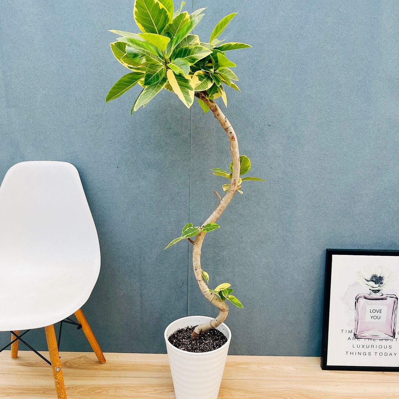 現品］9番 フィカス アルテシマ 曲がり 8号 観葉植物 室内 大型 ゴムの