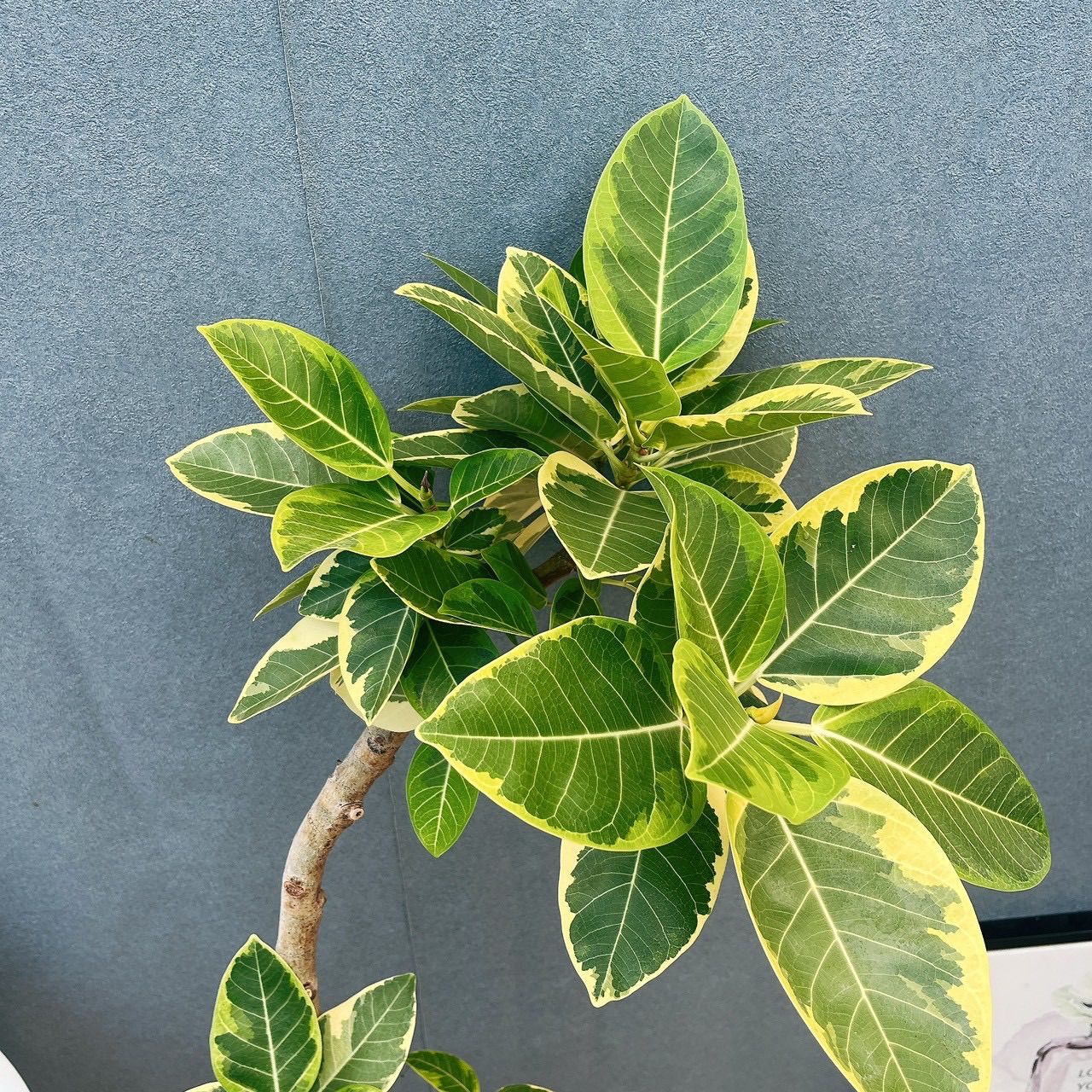 現品］9番 フィカス アルテシマ 曲がり 8号 観葉植物 室内 大型 ゴムの