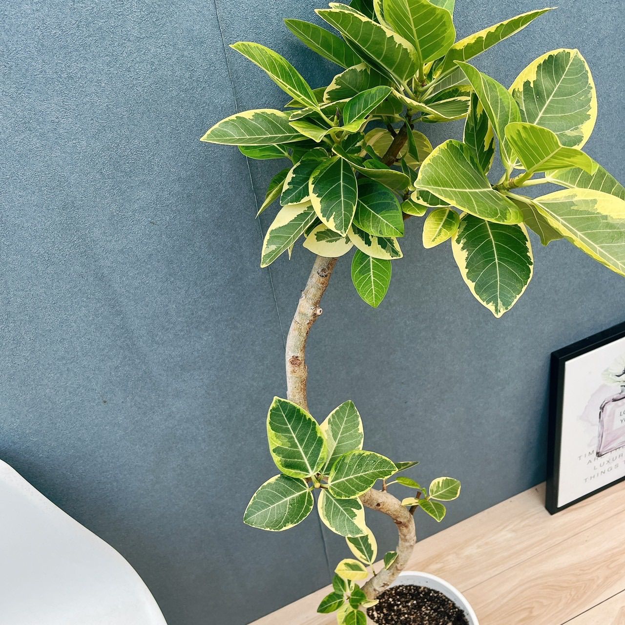 現品］9番 フィカス アルテシマ 曲がり 8号 観葉植物 室内 大型 ゴムの