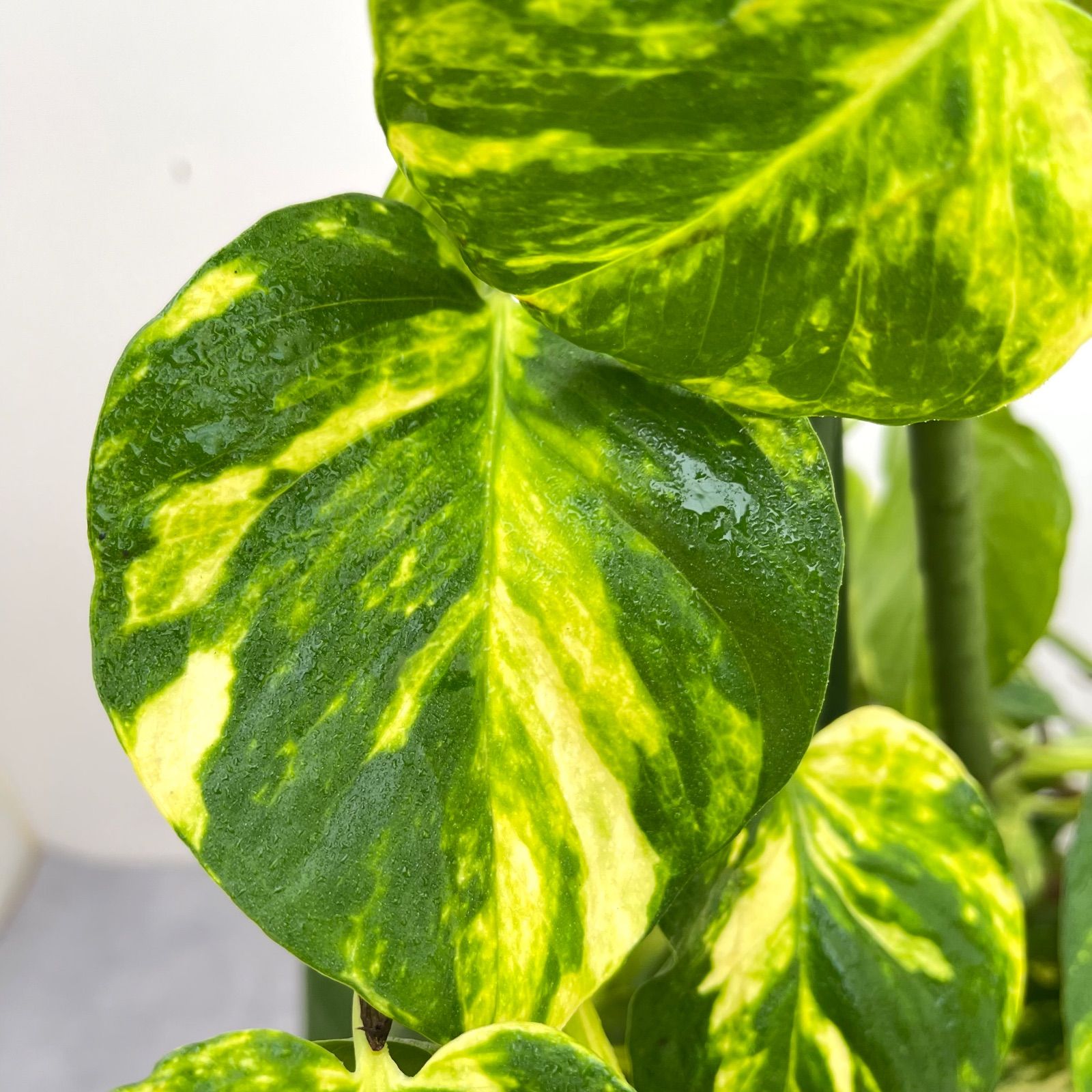 ポトス グランデ【現品】☆希少☆ 観葉植物 室内 7号 - メルカリ