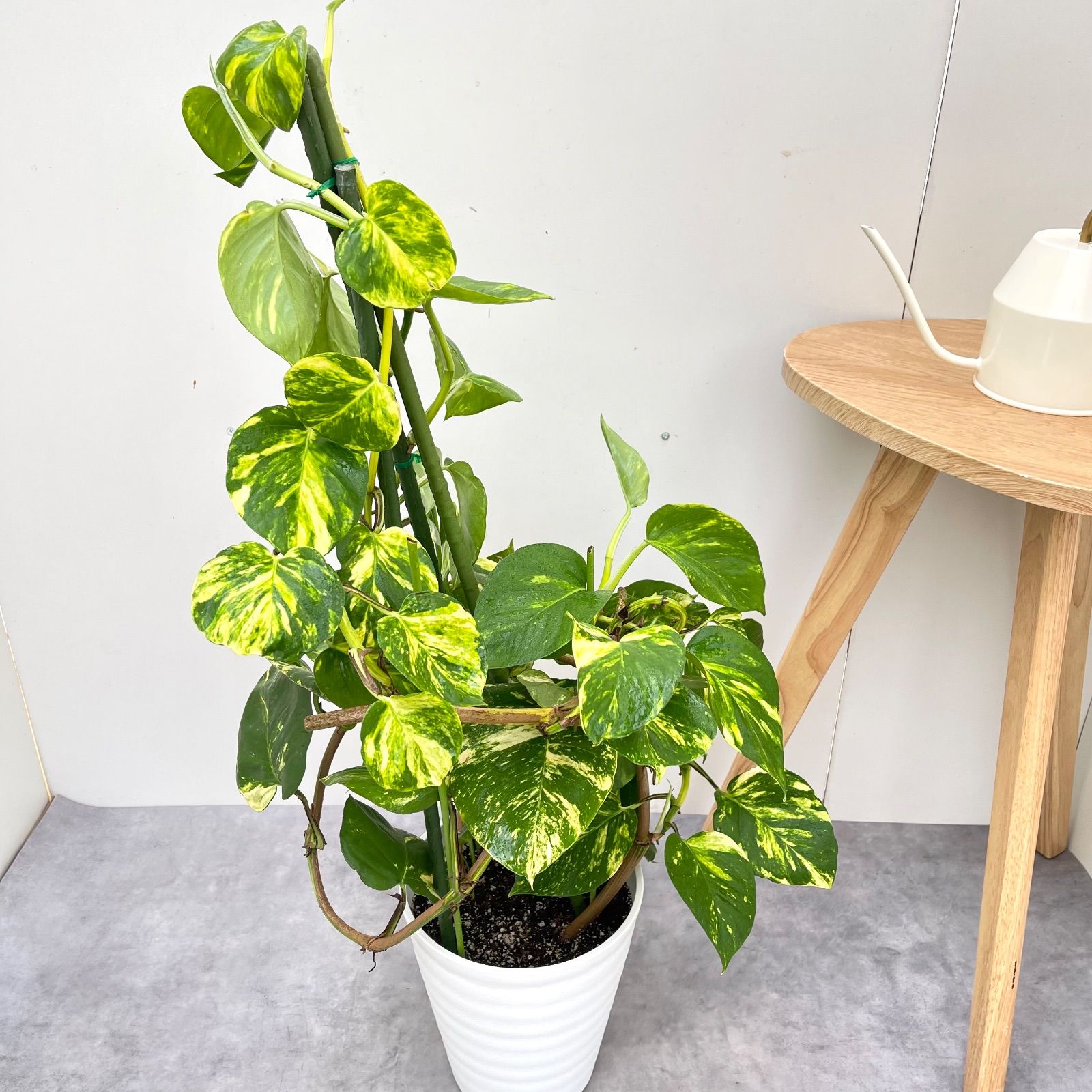 ポトス グランデ【現品】☆希少☆ 観葉植物 室内 7号 - メルカリ