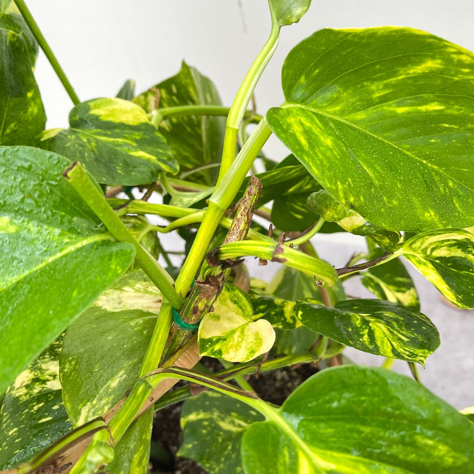 ポトス グランデ【現品】☆希少☆ 観葉植物 室内 7号 - メルカリ