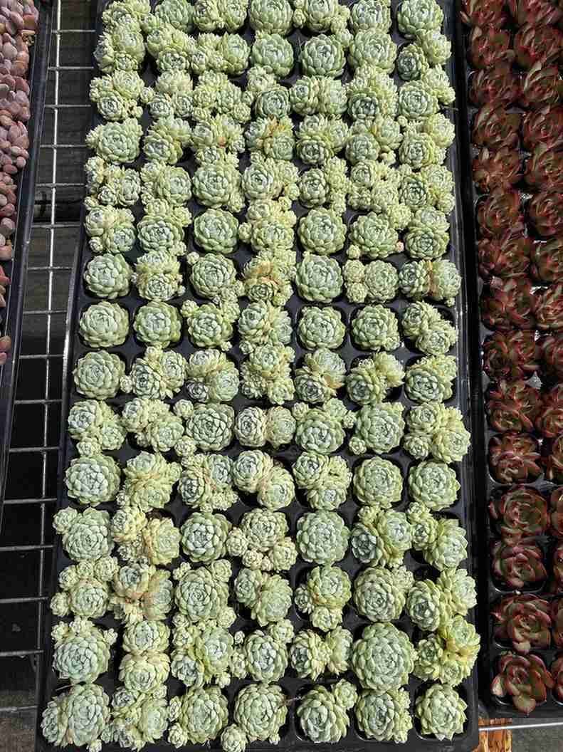 A様 専用 11点 - メルカリ