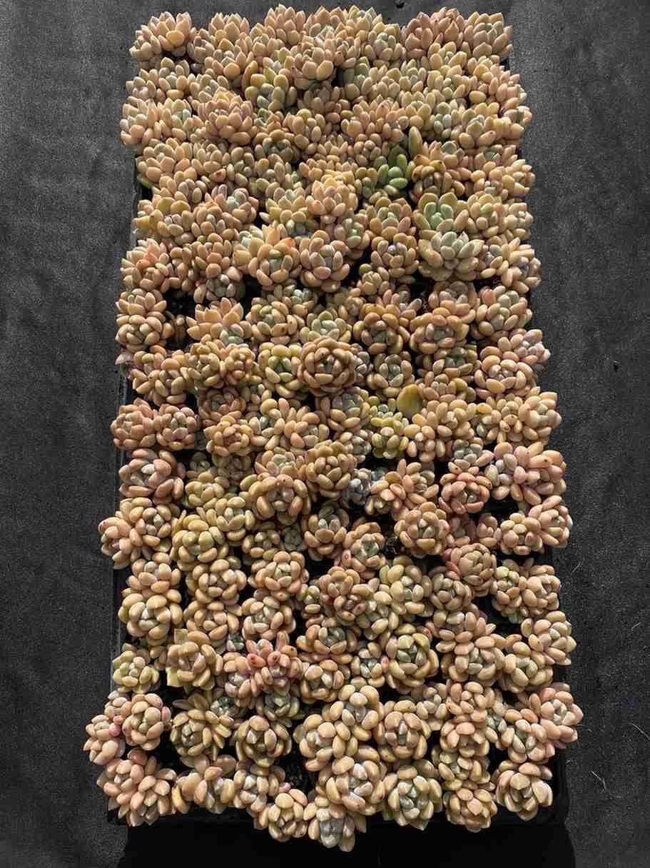 A様 専用 11点 - メルカリ