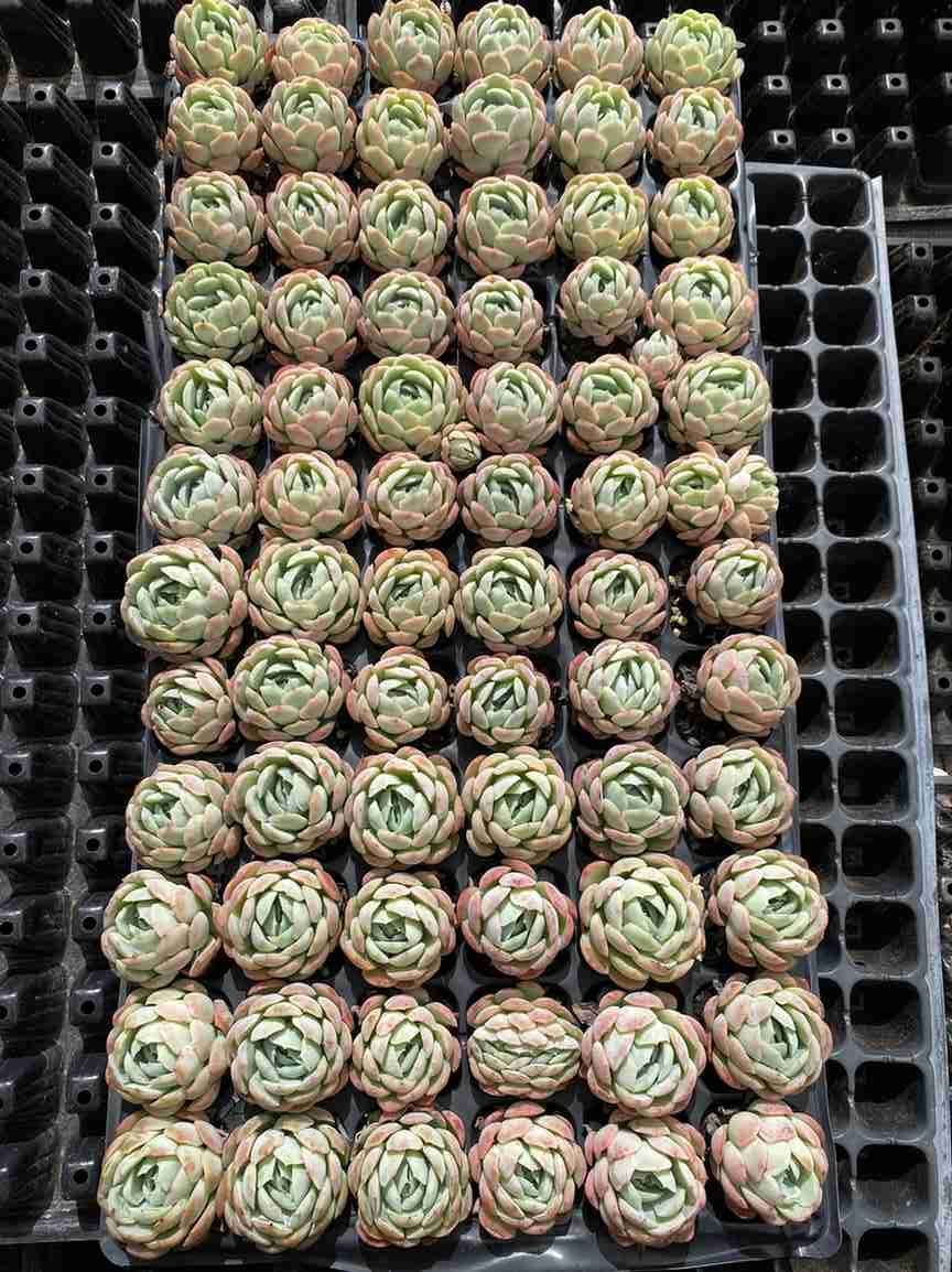 A様 専用 11点 - メルカリ