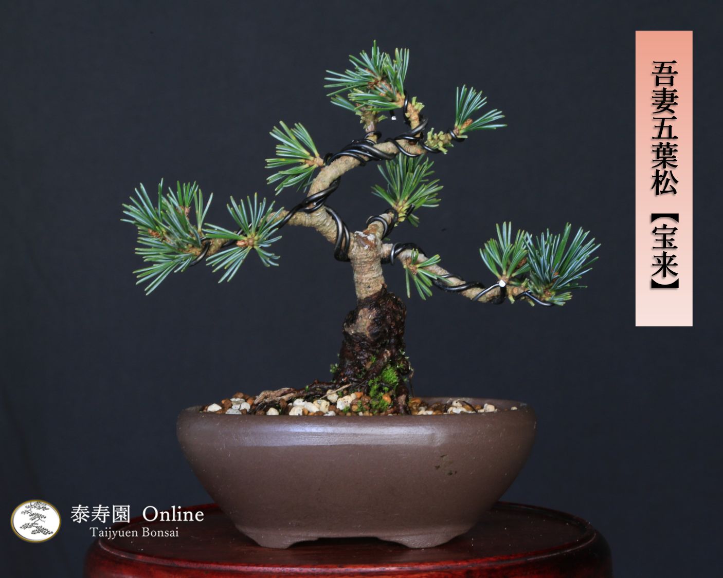 吾妻五葉松【宝来】ホウライ ミニ盆栽 小品盆栽【泰寿園 Online】 現品