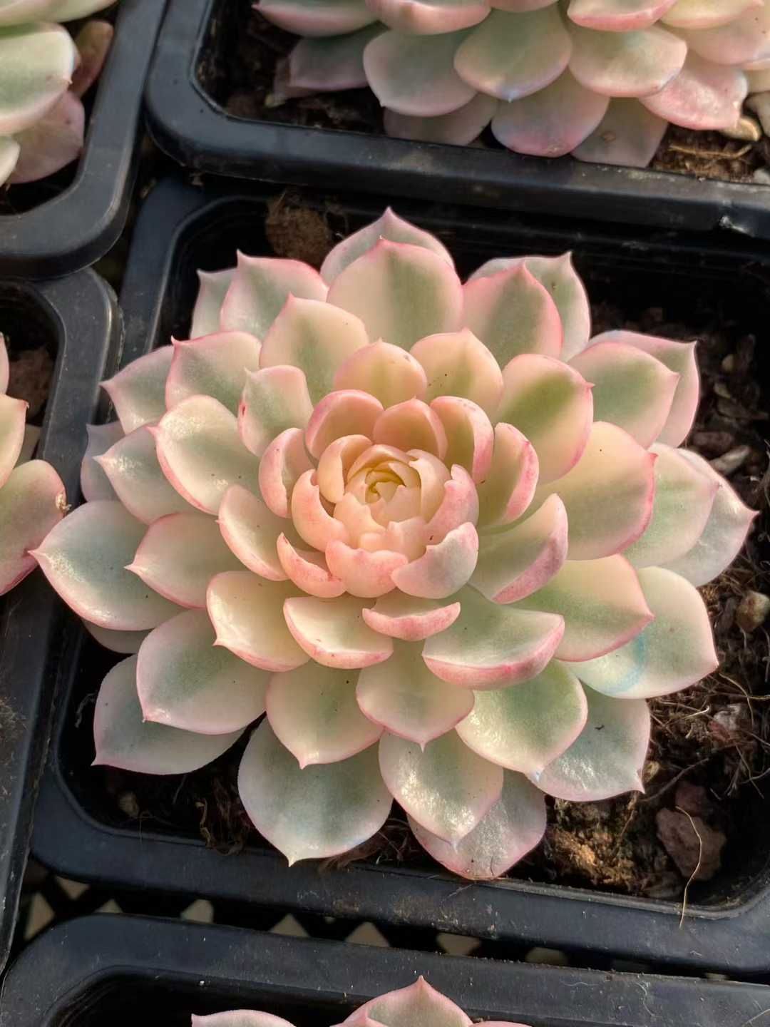 新入荷 デザートローズ錦 MY898×12苗 抜き苗 多肉植物 詰め合わせ