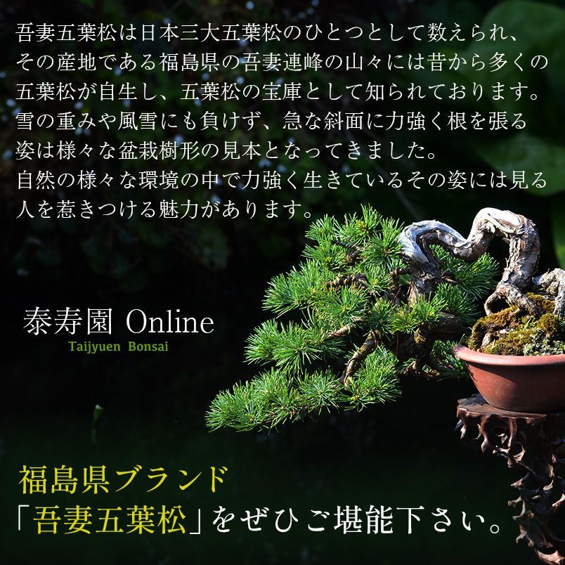 五葉松、宝来（ホウライ） 【公式通販】