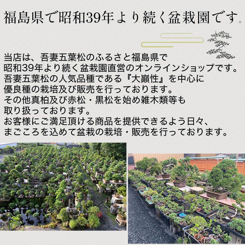 吾妻五葉松【宝来】ホウライ ミニ盆栽 小品盆栽【泰寿園 Online】 現品