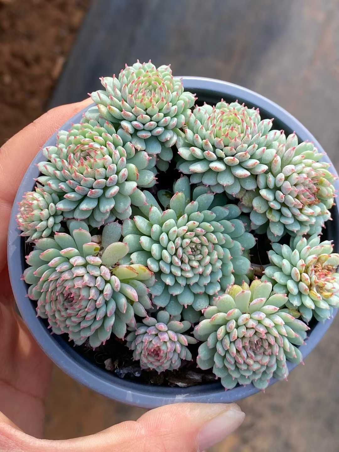 新入荷 アカスカート QS1226×18苗 抜き苗 多肉植物 詰め合わせ