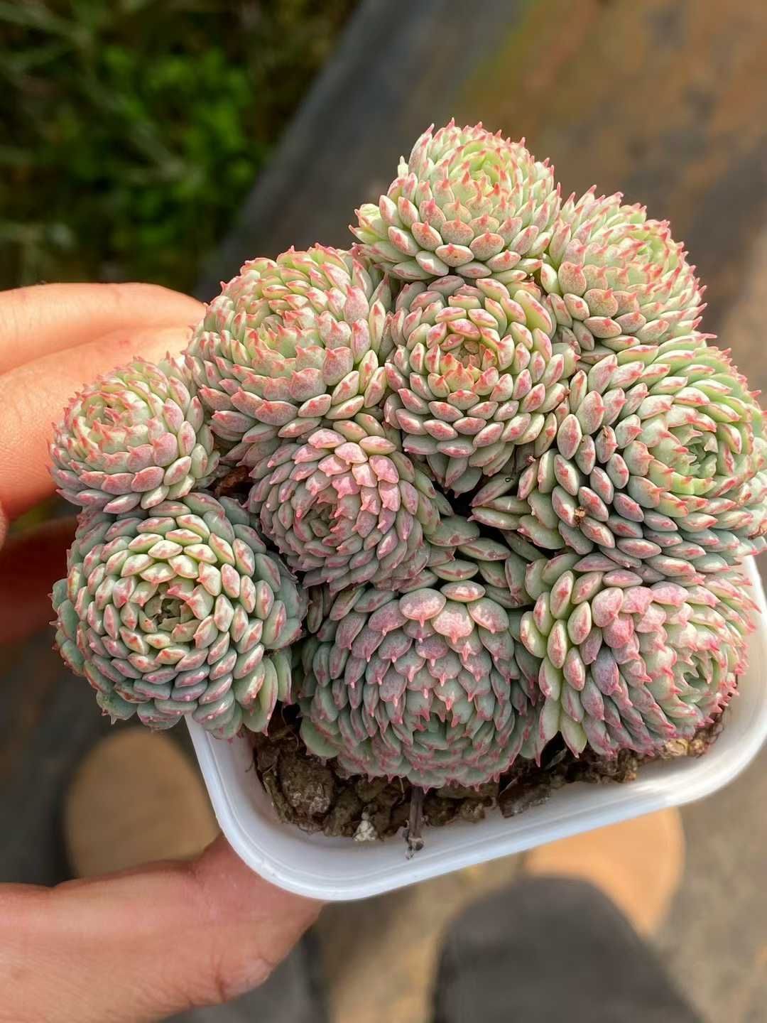 新入荷 アカスカート QS1227×24苗 抜き苗 多肉植物 詰め合わせ