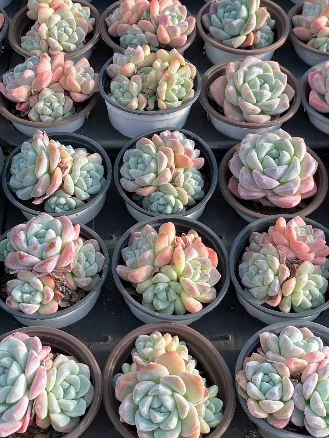 新入荷 アイスボール QS1229×24苗 抜き苗 多肉植物 詰め合わせ