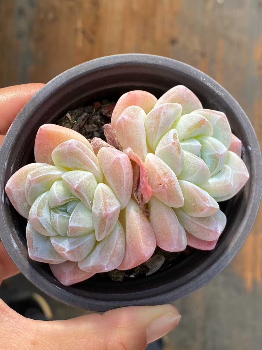 新入荷 アイスボール QS1229×24苗 抜き苗 多肉植物 詰め合わせ