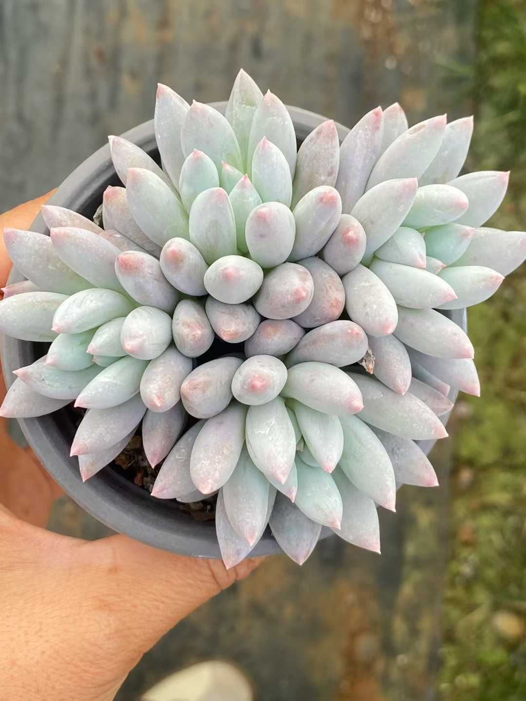 新入荷 ソロモン QS 1233 18苗 抜き苗 多肉植物 詰め合わせ アエオニウム エケベリア サボテン 韓国苗