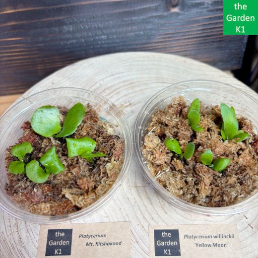 ビカクシダ】キッチャクード・イエロームーン 幼苗 KYM001 【コウモリ