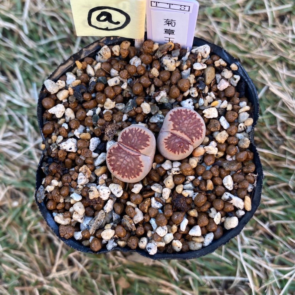 多肉植物 リトープス 抜き苗 菊章玉 双頭 a - メルカリ