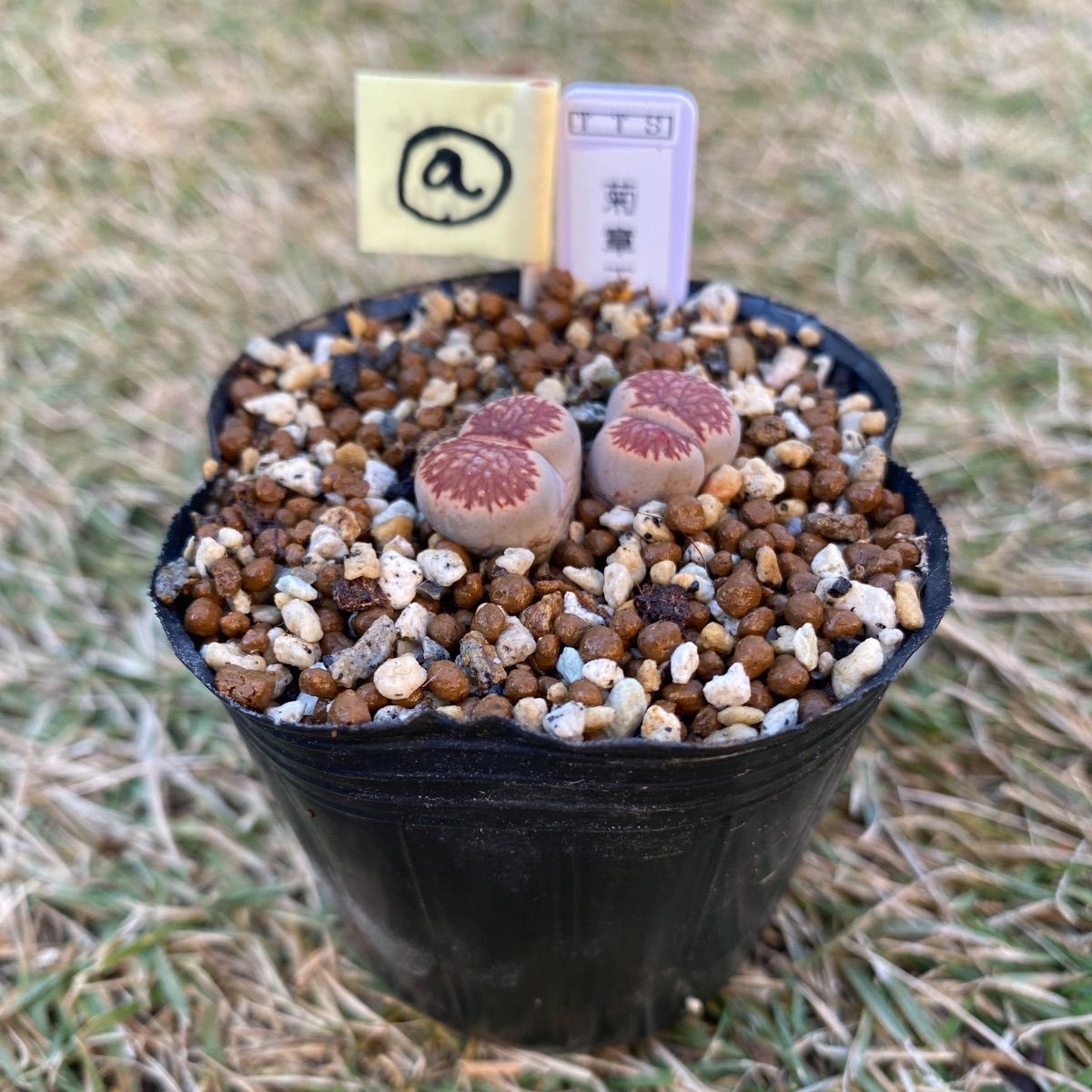 多肉植物 リトープス 抜き苗 菊章玉 双頭 a - メルカリ