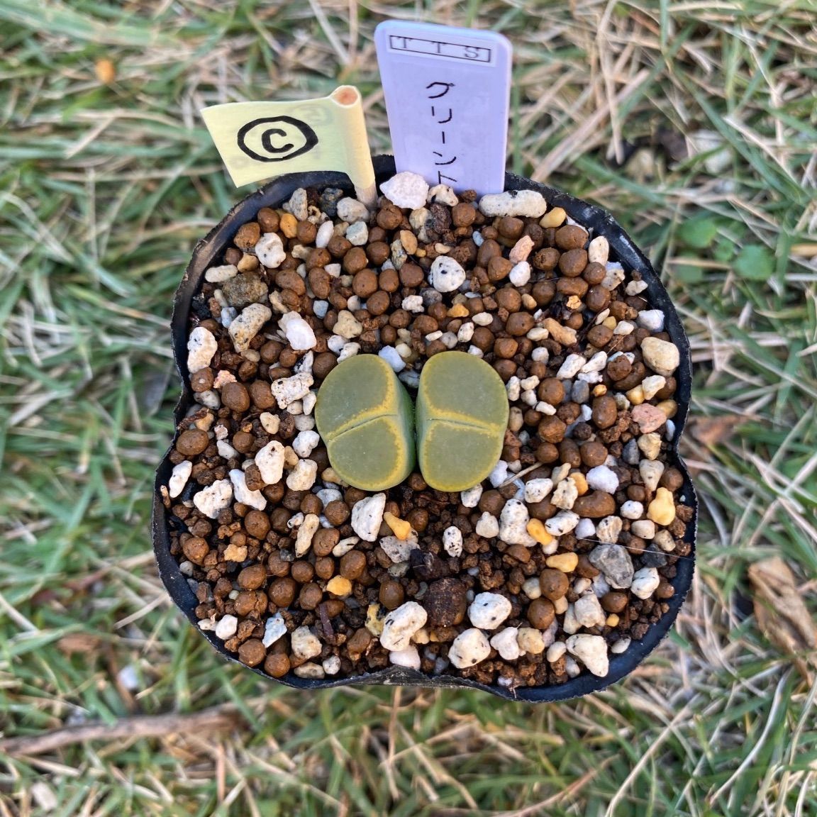 多肉植物 リトープス 抜き苗 グリーントップ 双頭 c - メルカリ