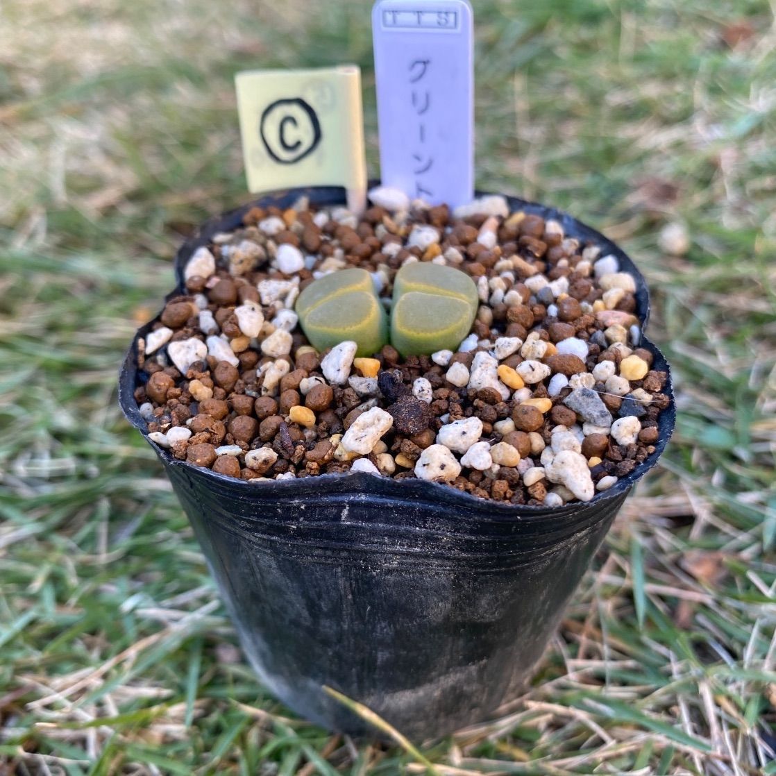 多肉植物 リトープス 抜き苗 グリーントップ 双頭 c - メルカリ