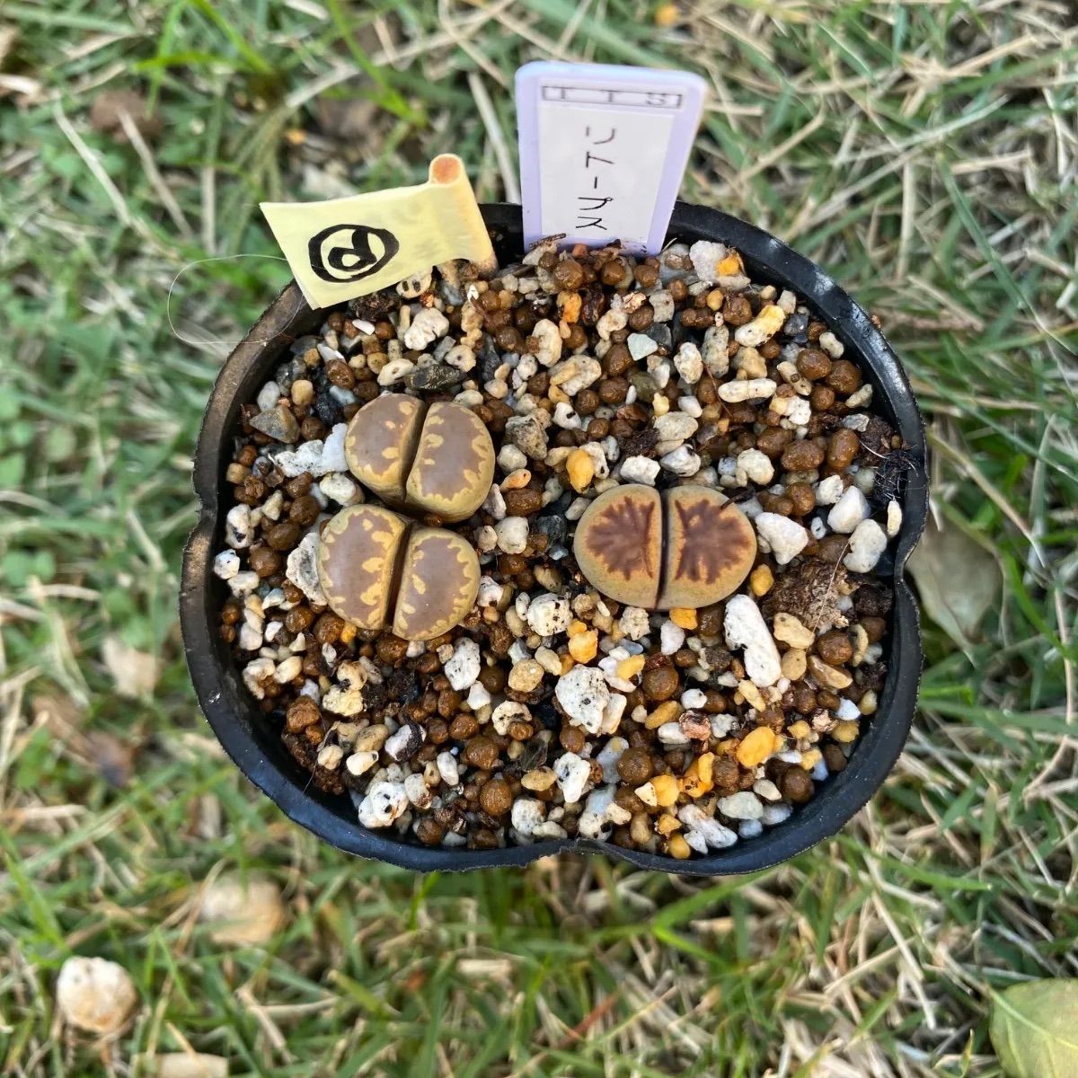 多肉植物 リトープス 抜き苗 2苗 セット 大津絵 菊章玉 d - メルカリ