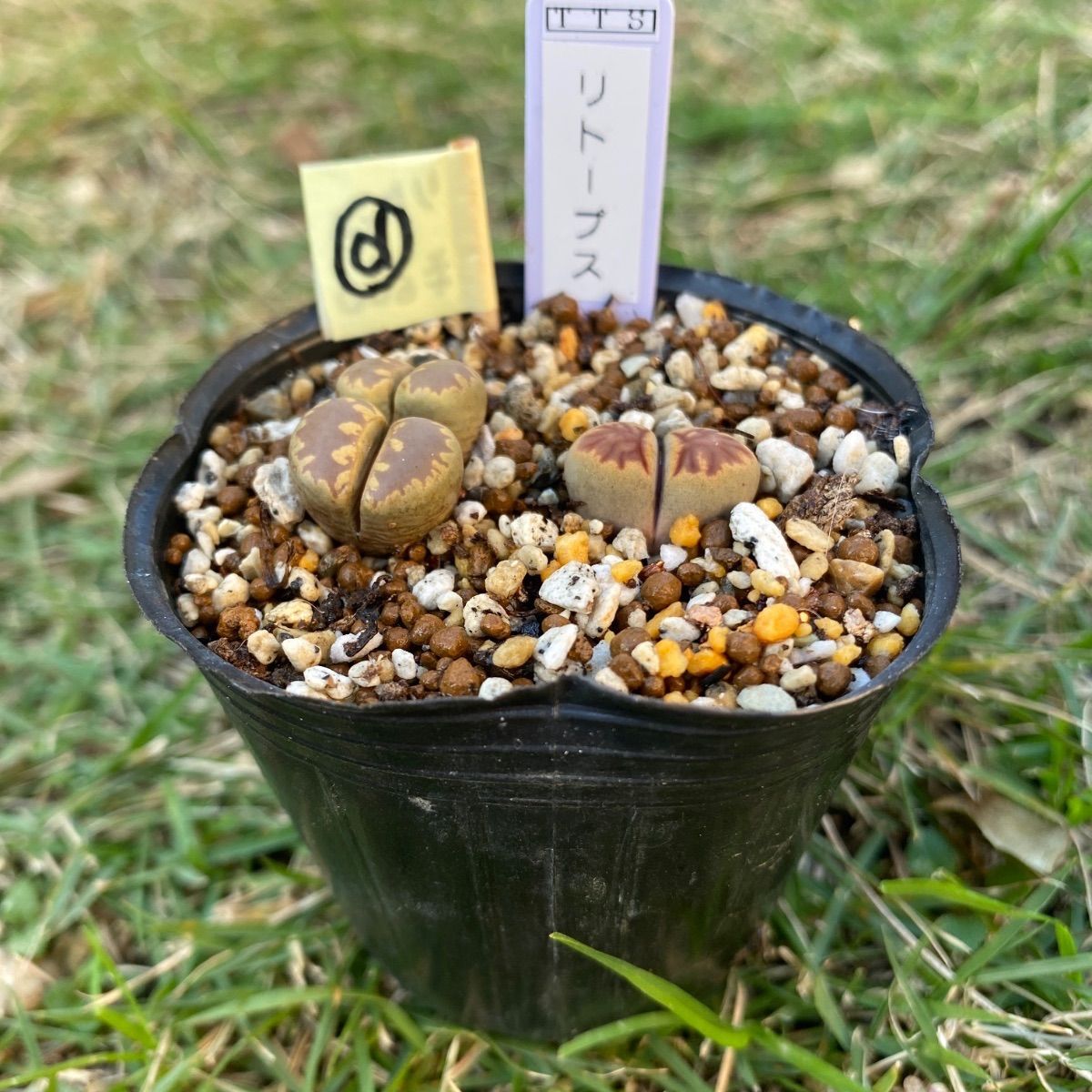 多肉植物 リトープス 抜き苗 2苗 セット 大津絵 菊章玉 d - メルカリ