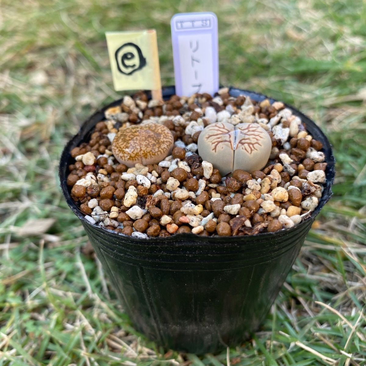 多肉植物 リトープス 抜き苗 2苗 セット グレー紫勲玉 菊章玉 e - メルカリ