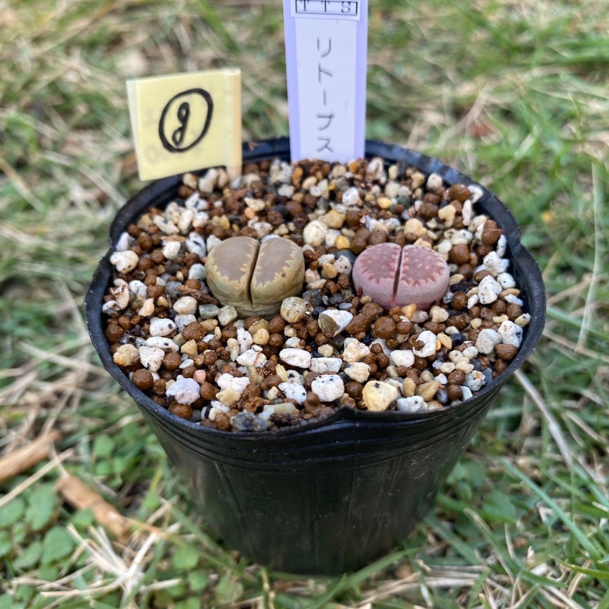 多肉植物 リトープス 抜き苗 2苗 セット 大津絵 紫菊章玉 g - メルカリ