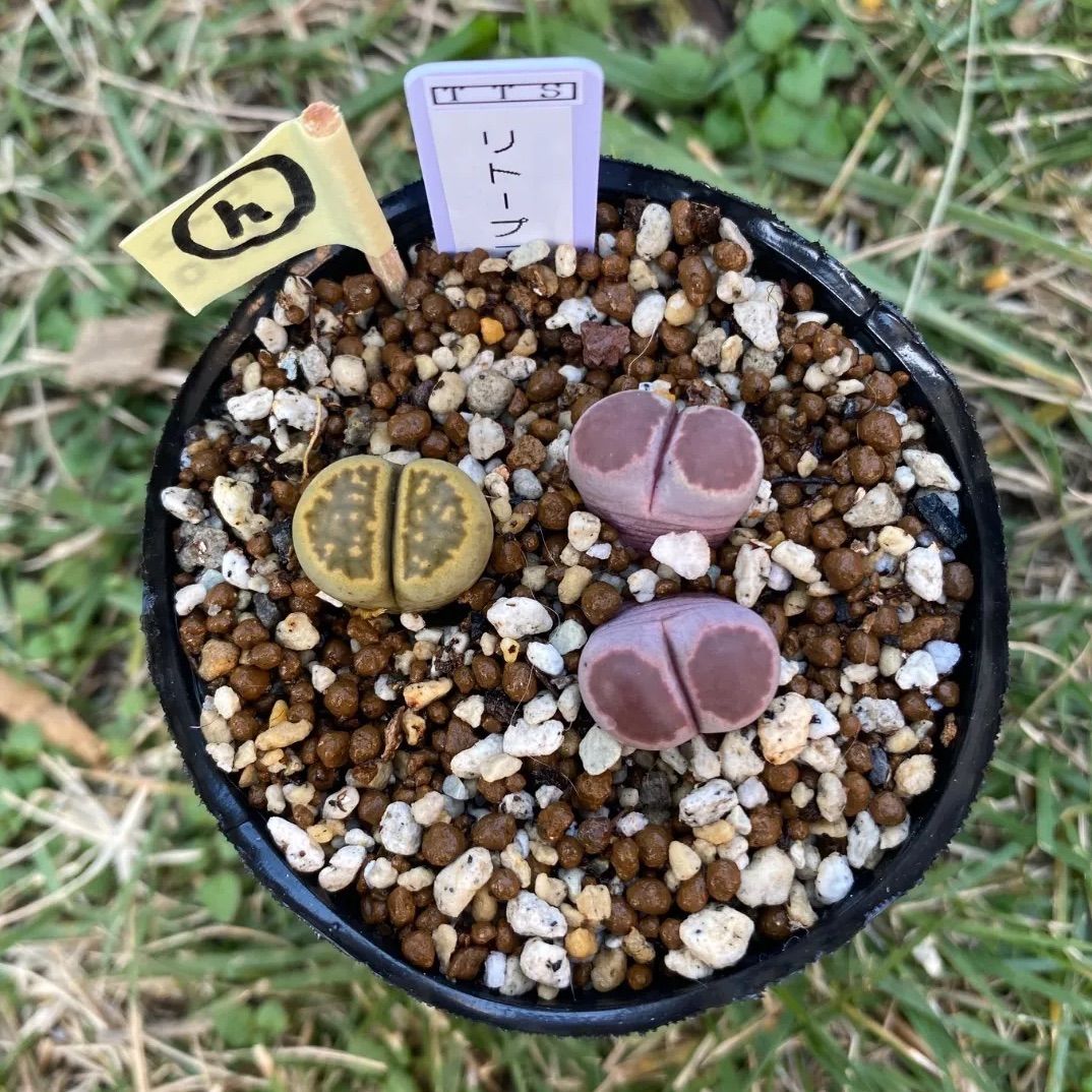 多肉植物 リトープス 抜き苗 2苗 セット 緑福来玉 紫菊章玉 h - メルカリ