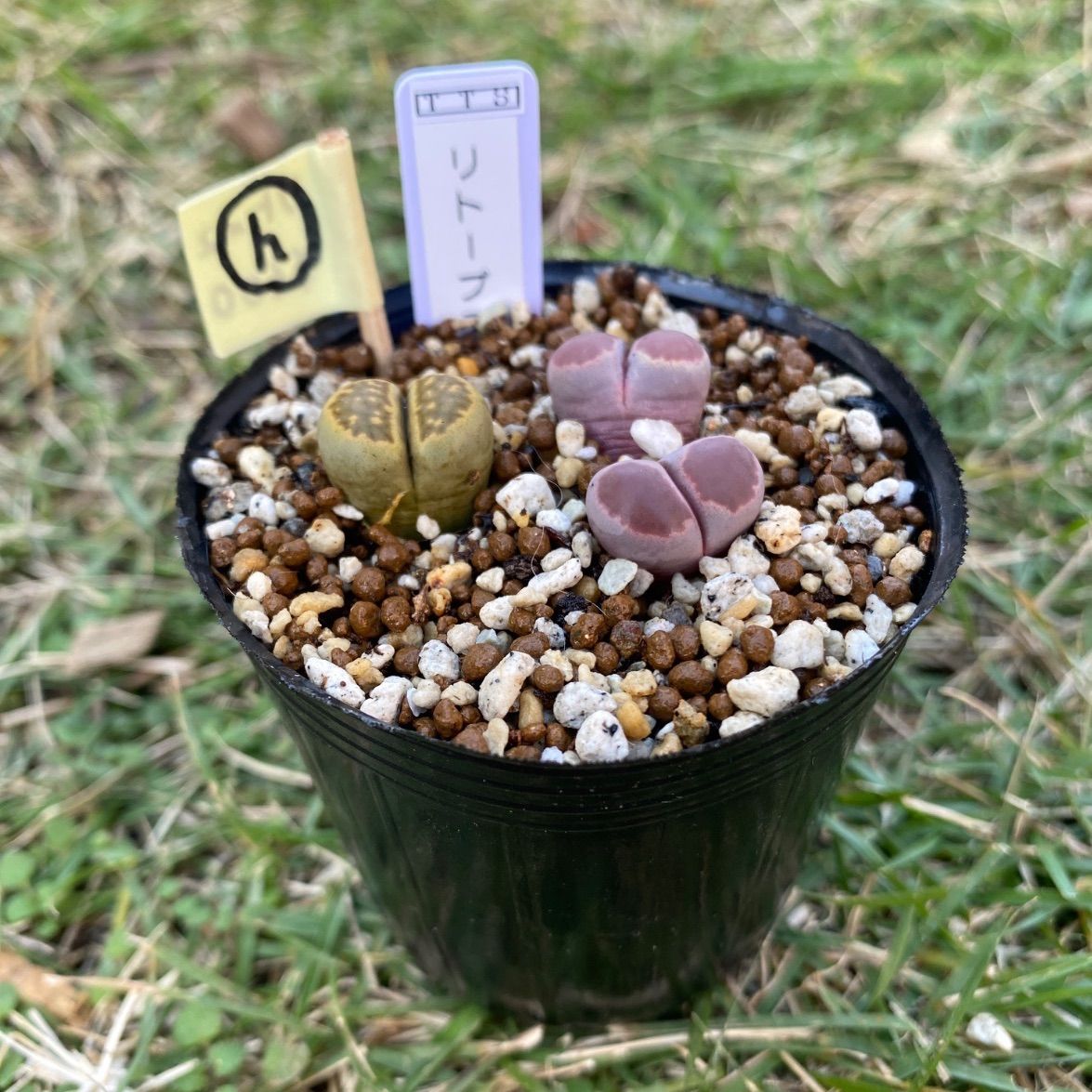 多肉植物 リトープス 抜き苗 2苗 セット 緑福来玉 紫菊章玉 h - メルカリ