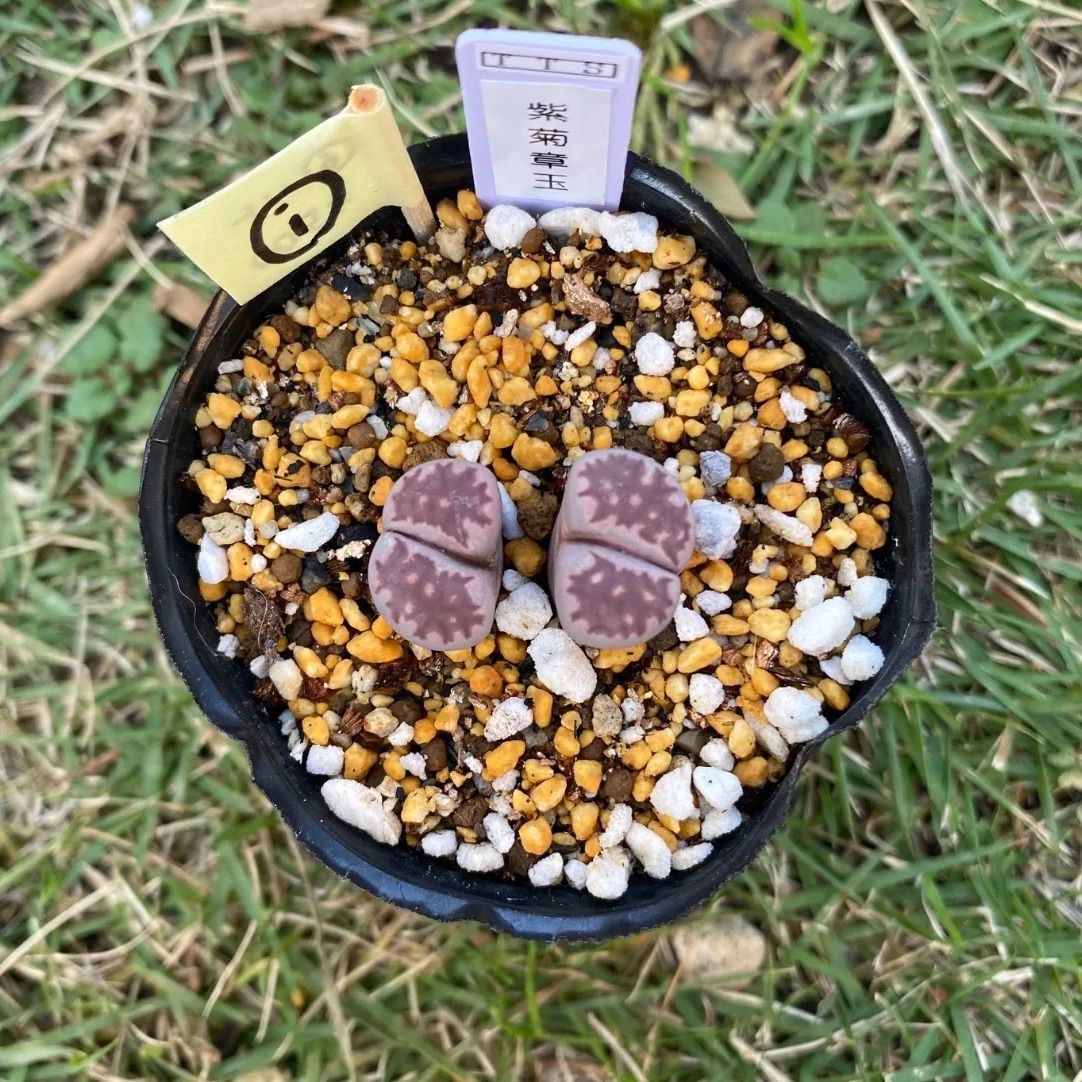 多肉植物 リトープス 抜き苗 紫菊章玉 i - メルカリ