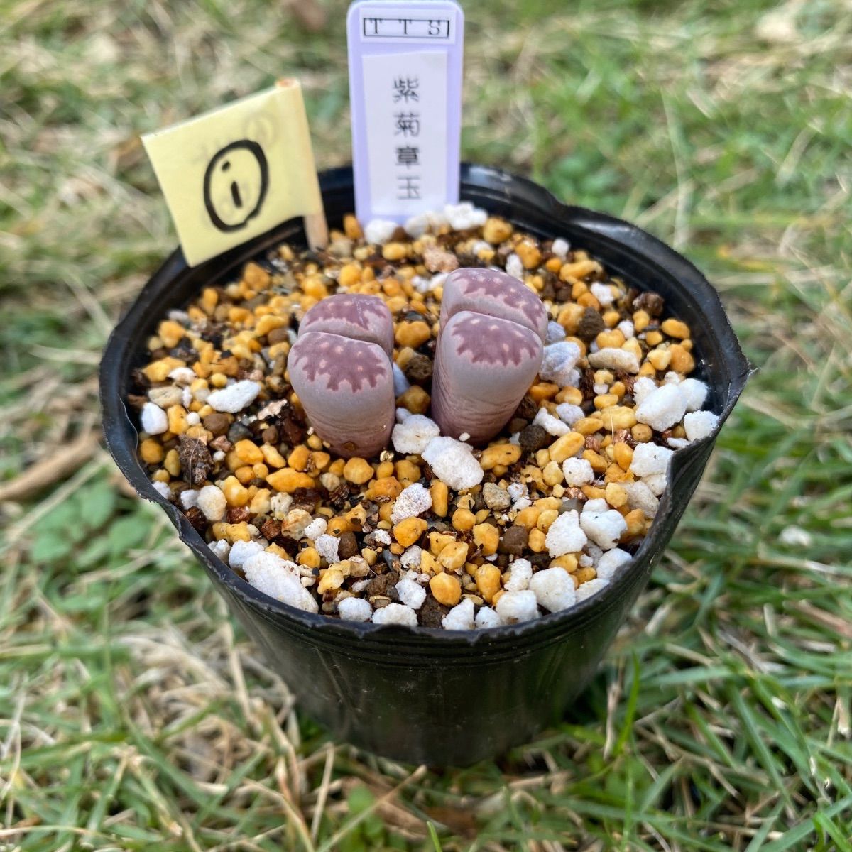 多肉植物 リトープス 抜き苗 紫菊章玉 i - メルカリ