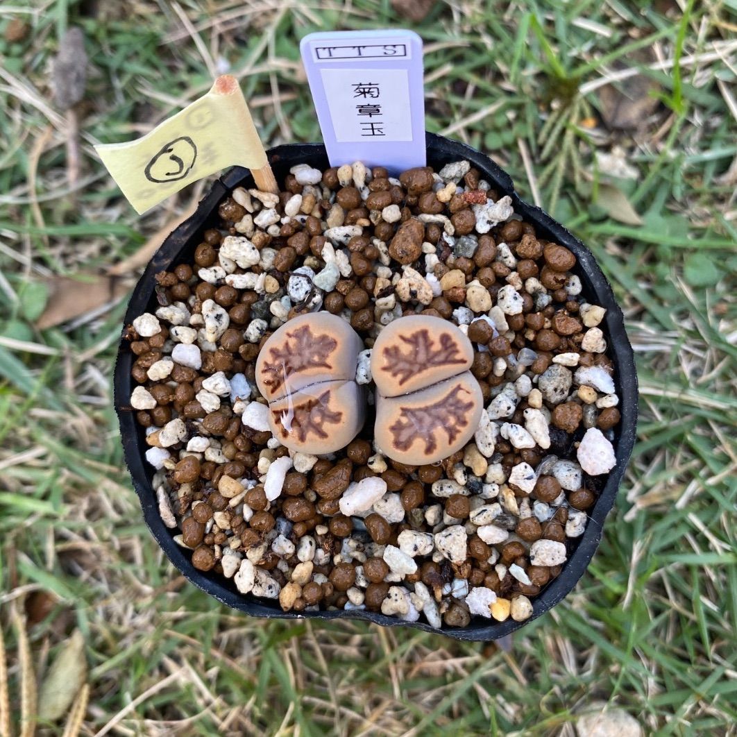 多肉植物 リトープス 抜き苗 菊章玉 j - メルカリ