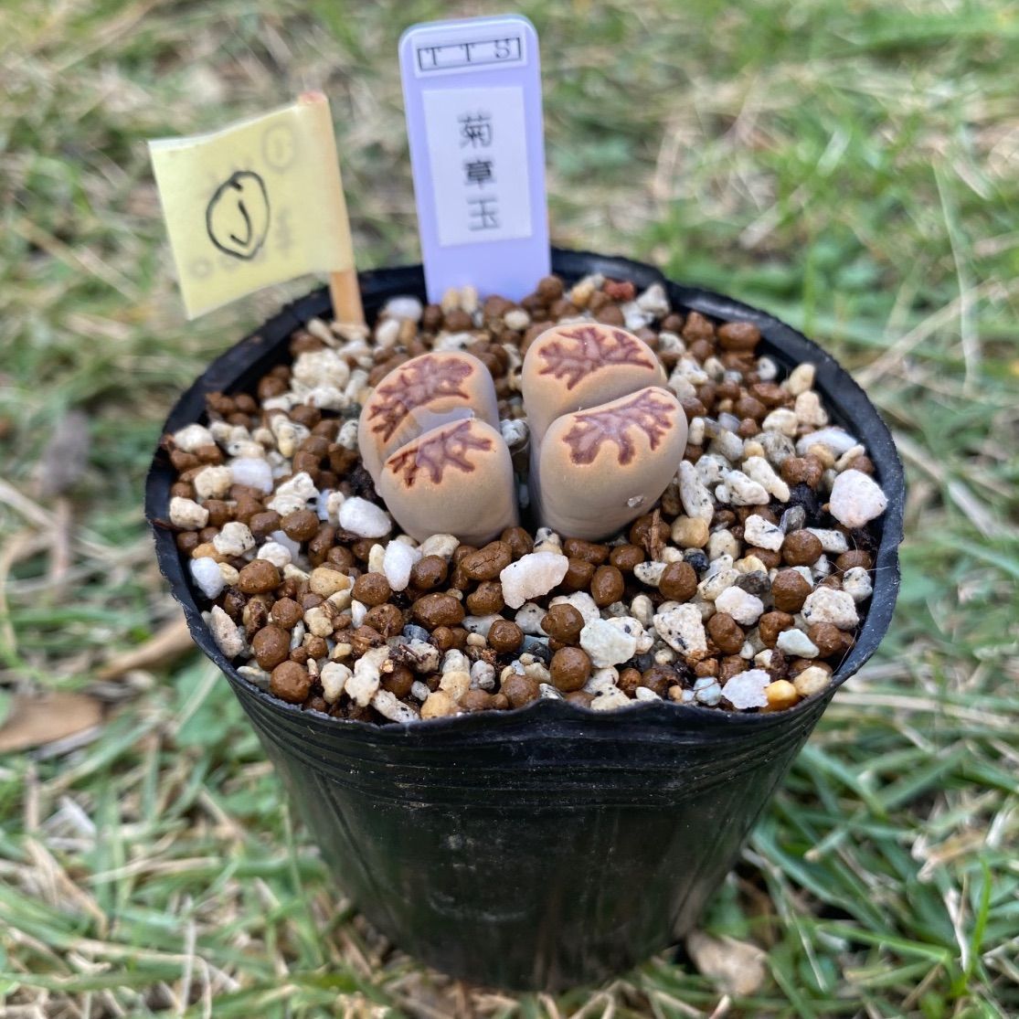 多肉植物 リトープス 抜き苗 菊章玉 j - メルカリ