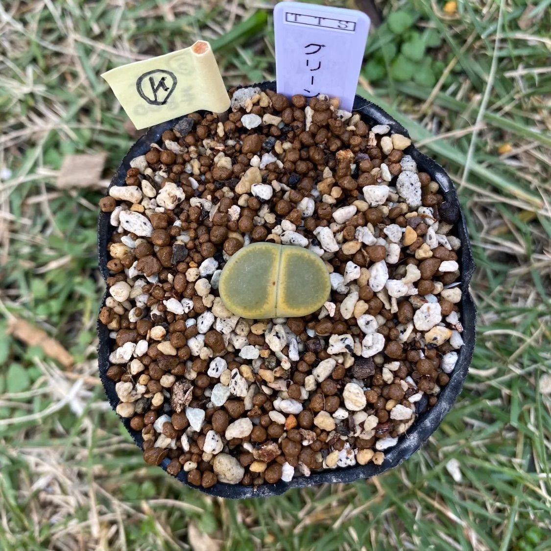 多肉植物 リトープス 抜き苗 グリーントップ k - メルカリ