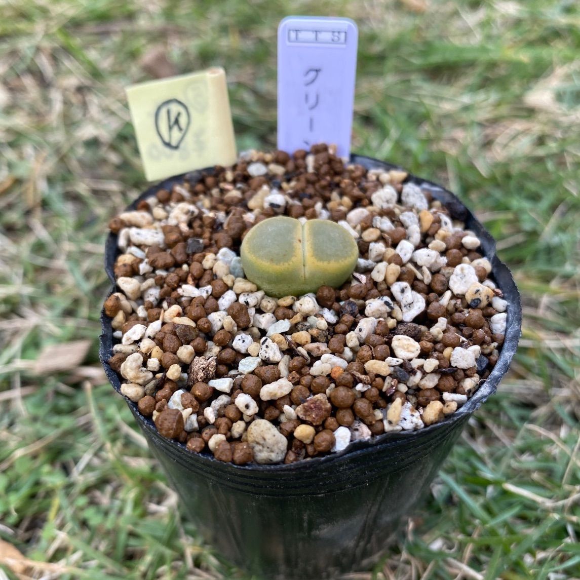 多肉植物 リトープス 抜き苗 グリーントップ k - メルカリ