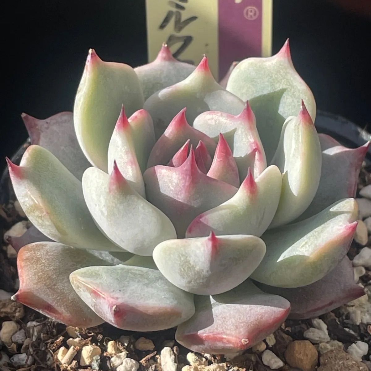 多肉植物ミックスベリア♡ストロベリーミルククラウン❤︎抜き苗