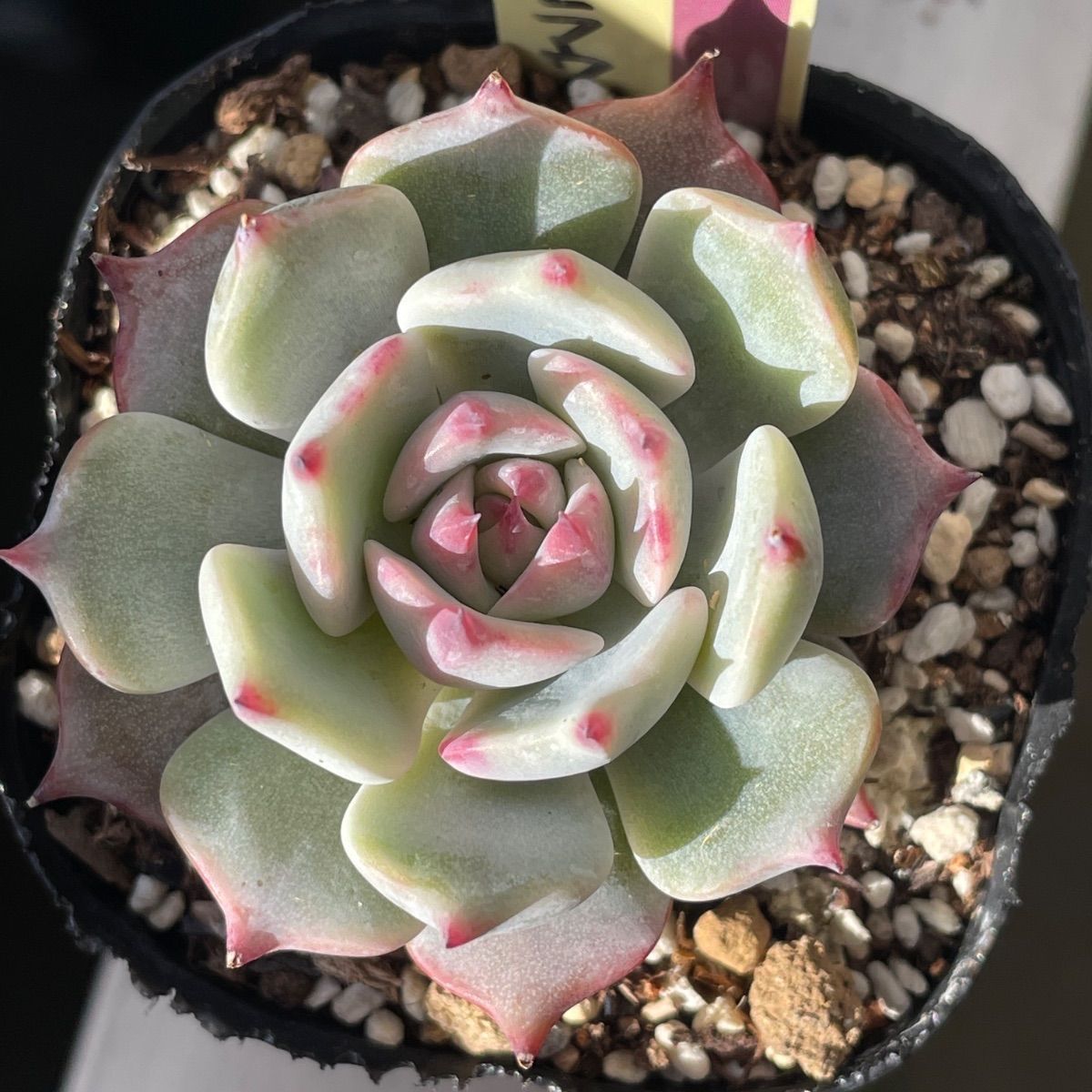 多肉植物ミックスベリア♡ストロベリーミルククラウン❤︎抜き苗