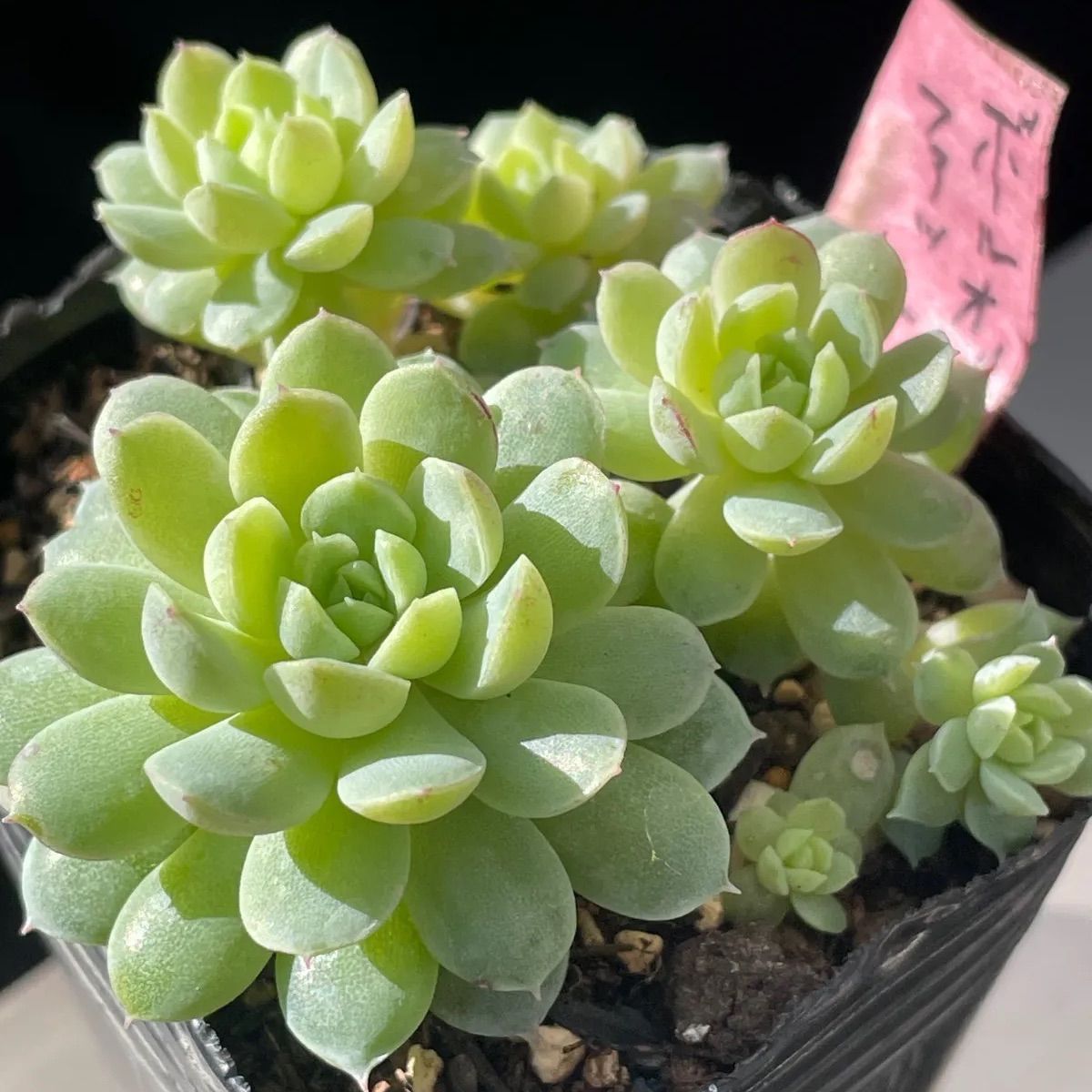 多肉植物♡ボールオブファット❤︎抜き苗(根付き) - メルカリ