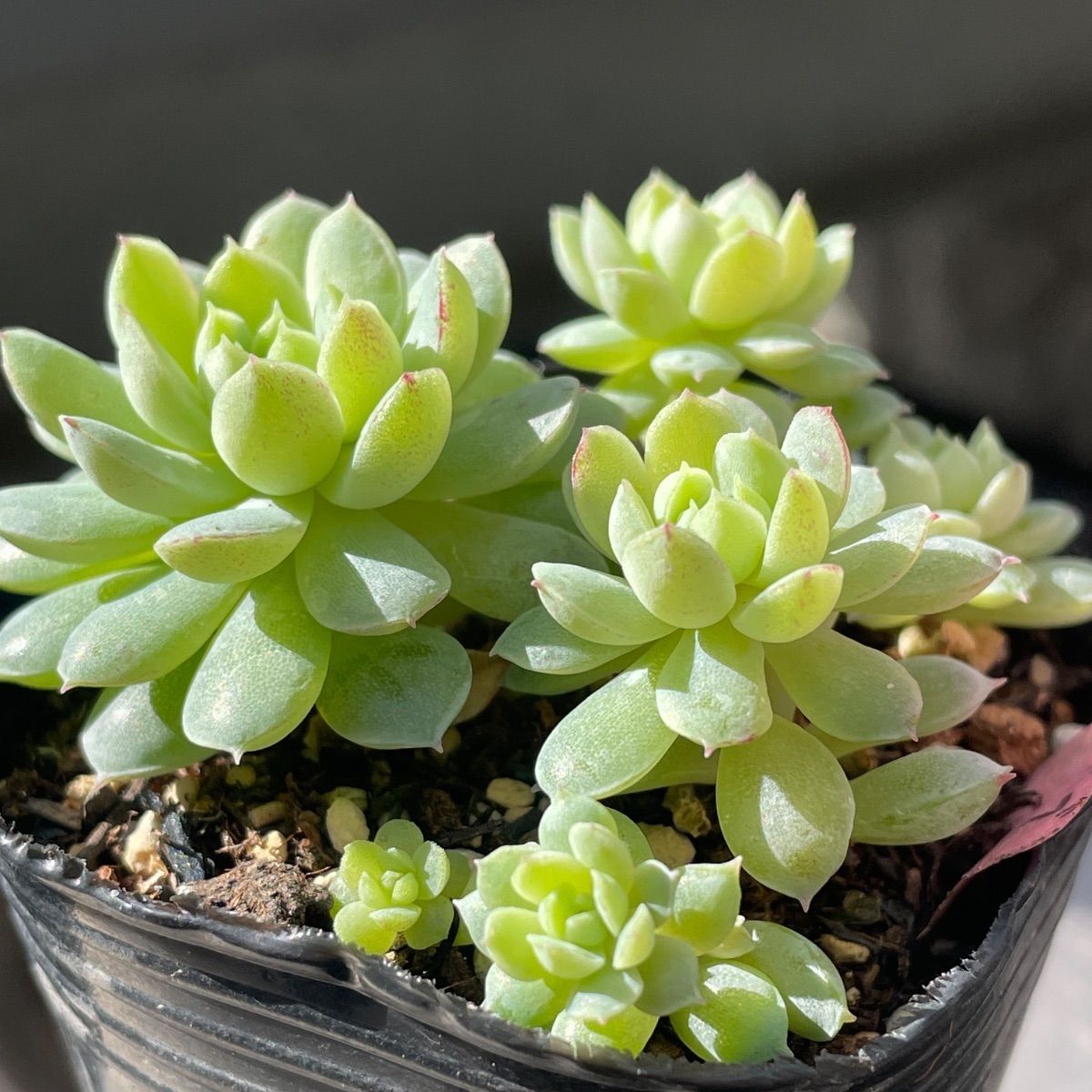 多肉植物♡ボールオブファット❤︎抜き苗(根付き) - メルカリ