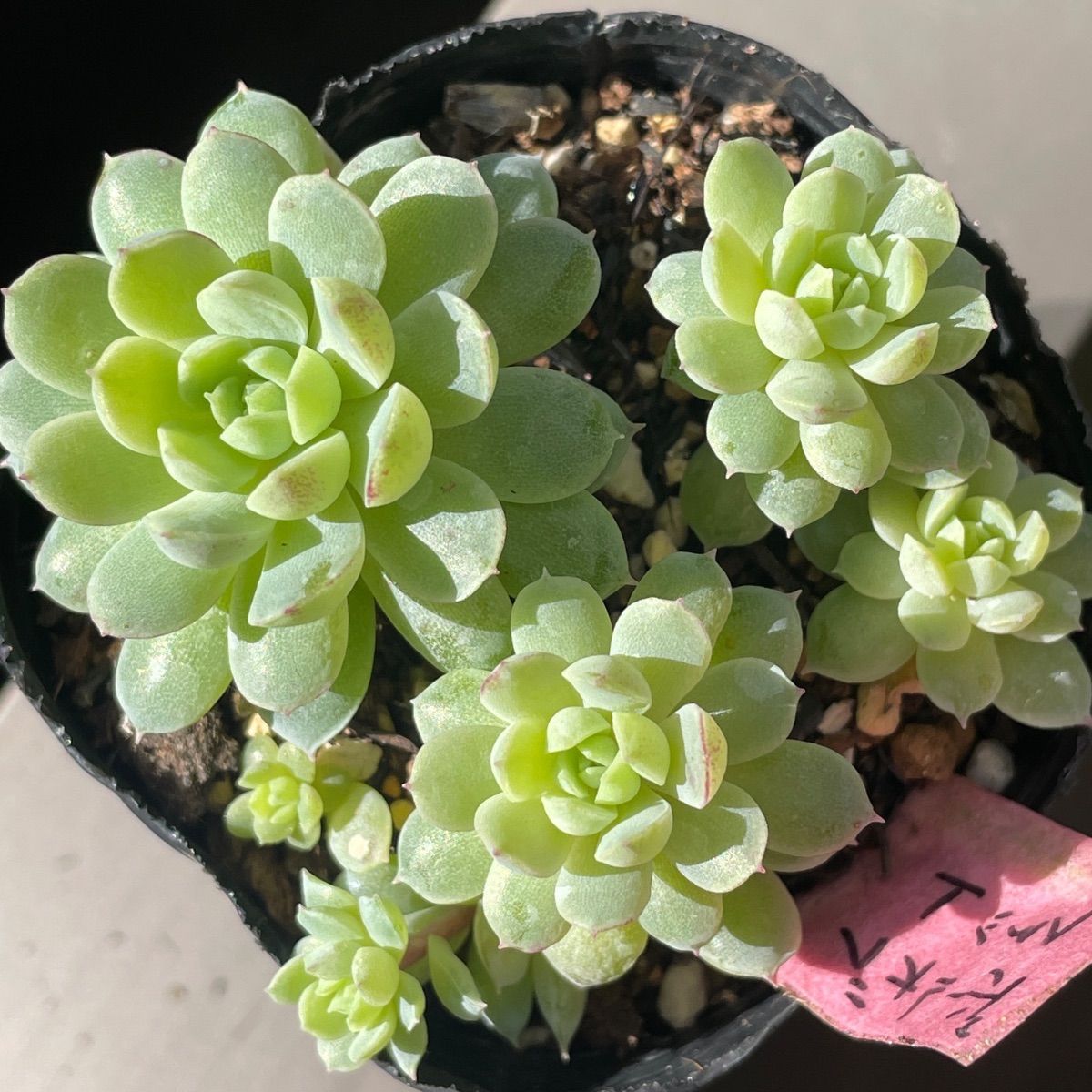 多肉植物♡ボールオブファット❤︎抜き苗(根付き) - メルカリ