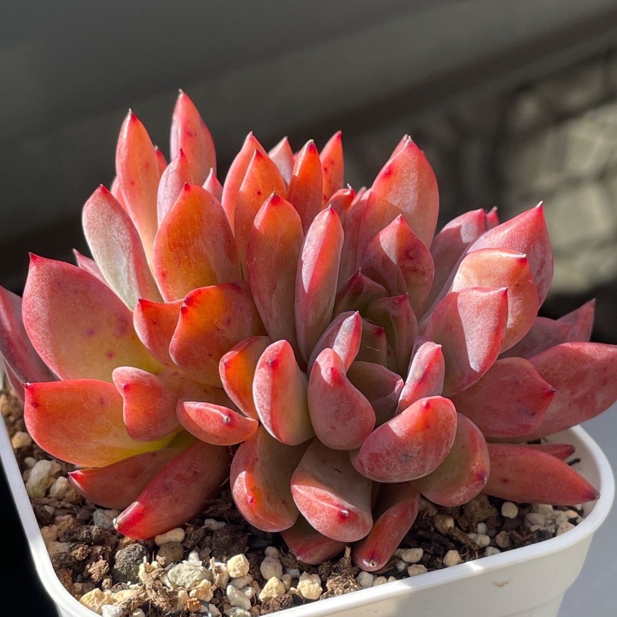 多肉植物♡ブルーシャドー綴化❤︎抜き苗(根付き) - メルカリ