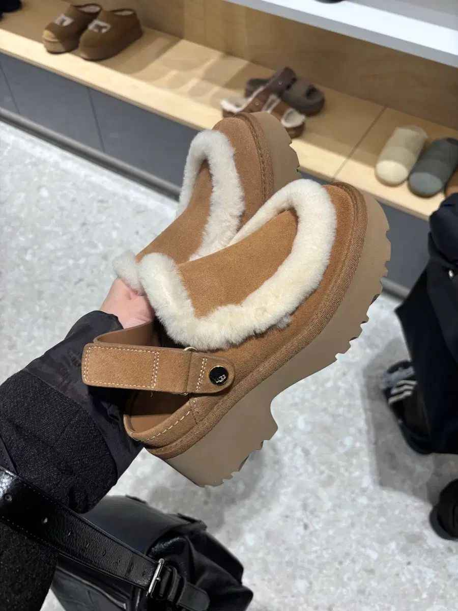 チェスナットCOLOR