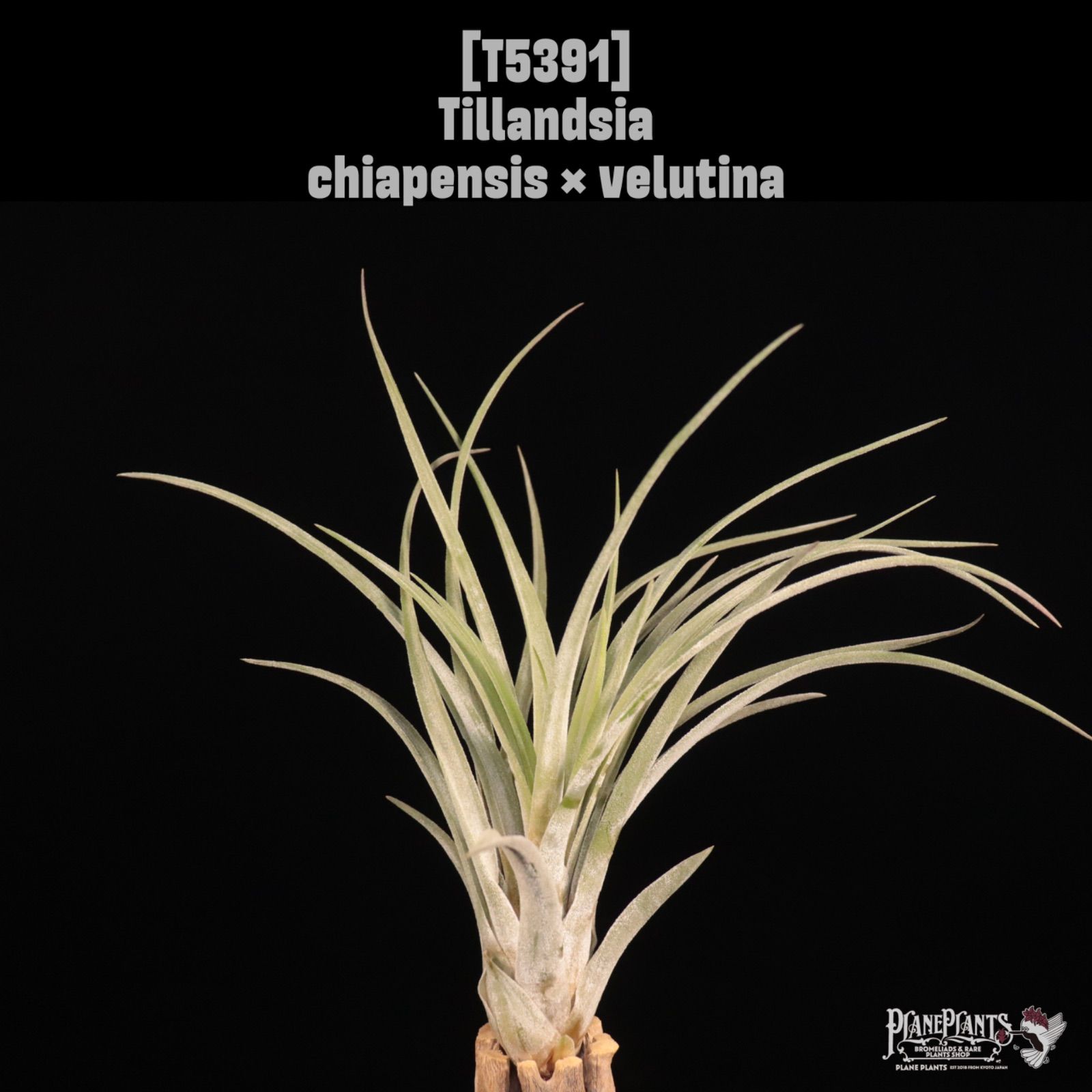 ボムタウンストーリー ぬいぐるみ 1988年レトロ 希少レア当時物年代物