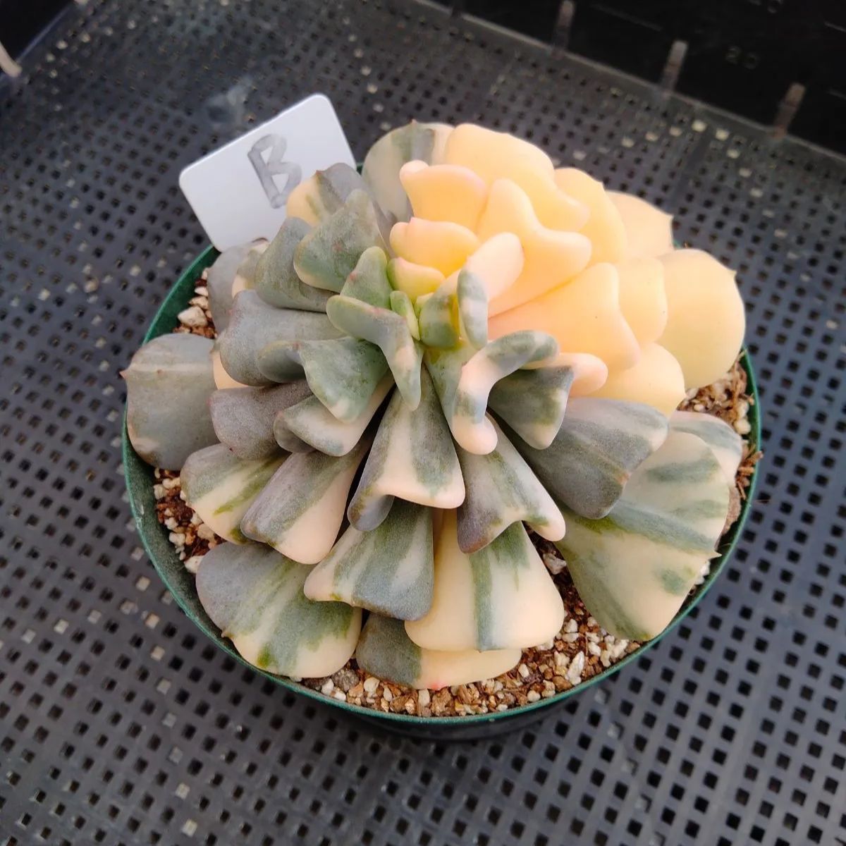 多肉植物 キュービックフロスト錦 大サイズカット B - メルカリ