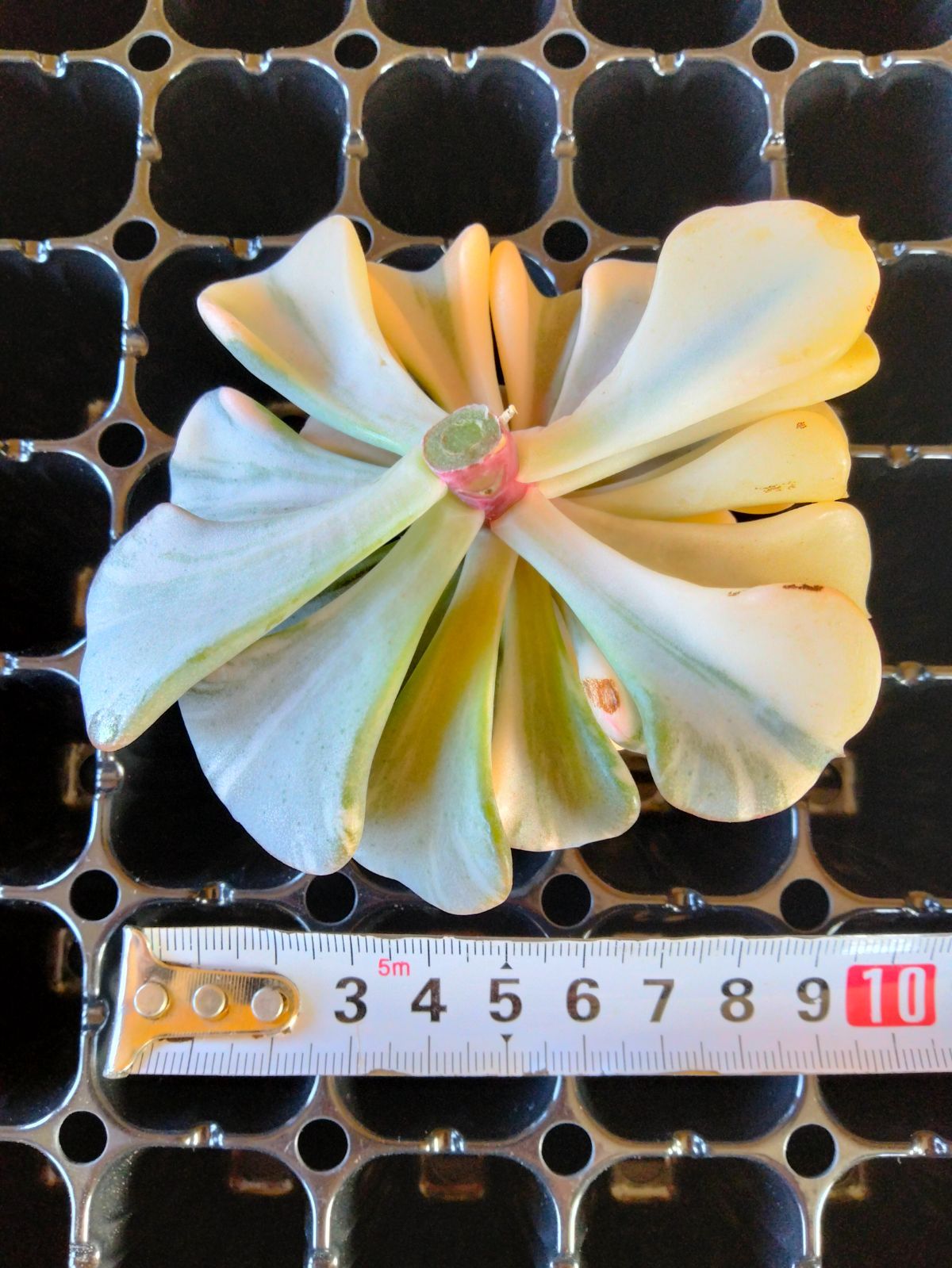 多肉植物 キュービックフロスト錦 大サイズカット A - メルカリ